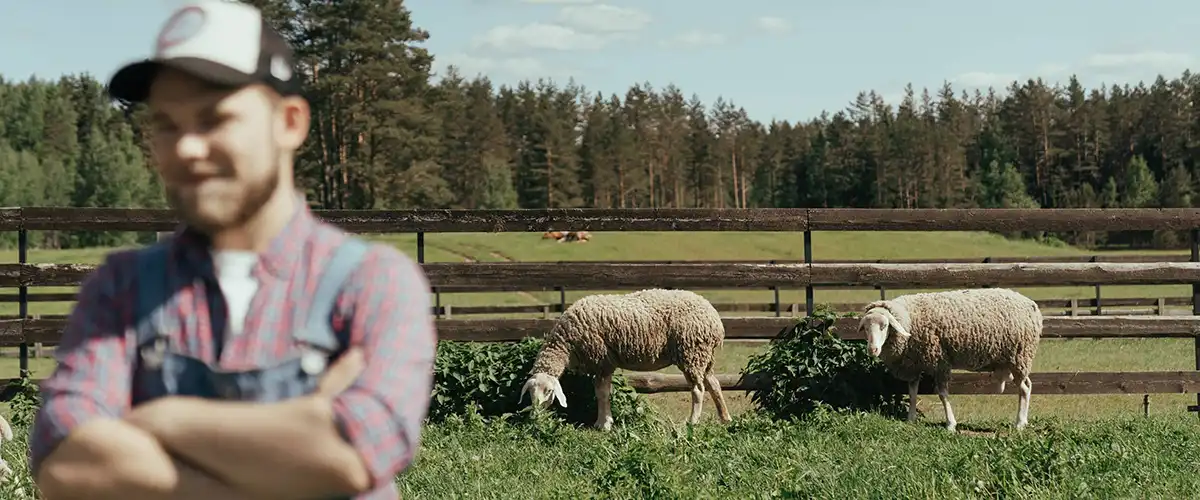 Farmer standing in the foreground with his sheep in the background