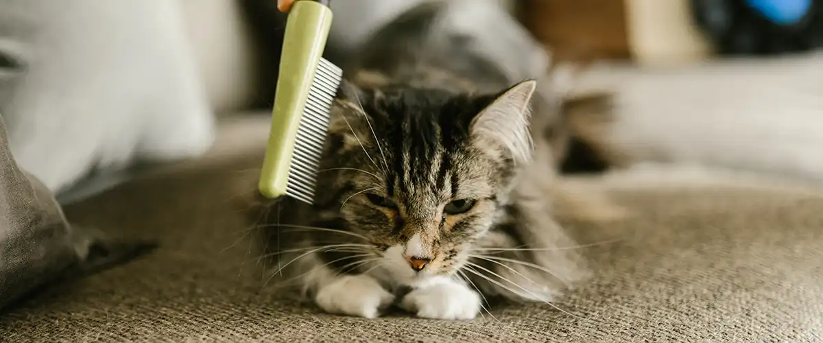 Small cat getting head scratches from a comb