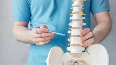 Chiropractic Doctor Pointing to Skeleton Spine